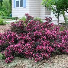 Because paniculata hydrangeas bloom on new growth, they typically flower normally even if the twigs have been killed back by frost. Sonic Bloom Pink Weigela Spring Meadow Wholesale Liners Spring Meadow Nursery