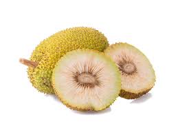 Image result for Artocarpus