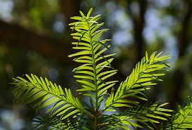 It may take longer to reach a size to fully do the job what began as a small movement in 1908 has become a global holiday dedicated to celebrating the strong women in our communities. 3 Evergreens That Will Grow In The Shade Wright Outdoor