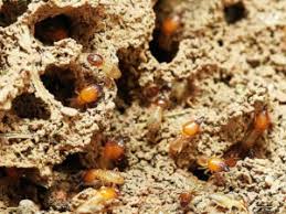 We can eliminate all your pest troubles quickly, economically, safely, and efficiently as possible. Chem Free Exterminating Termite Control And Tent Fumigation