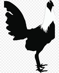 Black and white rooster drawing. Rooster Chicken Silhouette Black And White Clip Art Png 707x1000px Rooster Beak Bird Black And White
