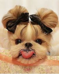 Anna Lily Google Cute Animals Cute Puppies Baby Animals