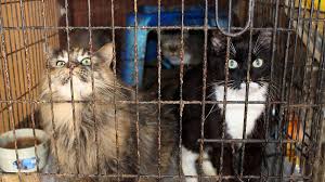 Get a ragdoll, bengal, siamese and more hi there. 115 Cats Rescued From Hoarding Situation