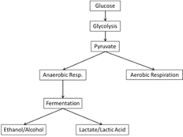 Cell Respiration Wyzant Resources