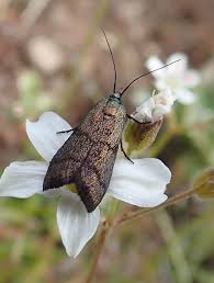 Image result for Pyla fusca