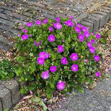 Image result for Geranium sanguineum Max Frei