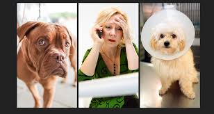 Where do you need the pet care? The Real Cost Of Affordable On Demand Dog Walking And Pet Sitting Services Pack Leaders Atl Dog Walking Cat Care And Pet Sitting Services