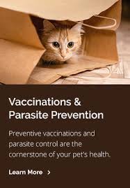 We believe in providing quality veterinary care at a reasonable price. Meet Our Vets At Pet Doctor Tucson Veterinary Hospital