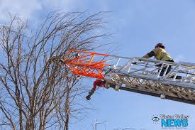 The cat up a tree trope as used in popular culture. Caught On Video Firefighters Rescue Cat From Tree Vvng Com Victor Valley News Group