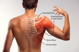 Image result for Rotator Cuff Injury