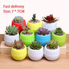 These gorgeous flowers actually bloom in winter. Mini Flower Plant Pots Indoor Garden For Succulent Potted Plants Pot Small Planter 7cm Home Office Decoration Decoration Flower Pots Planters Aliexpress
