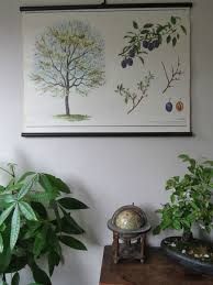 A Vintage Botanical School Pull Down Chart Of A Plum Tree Paper On Canvas Cz2