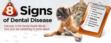 There are 358 pet dental care for sale on etsy, and they cost $17.85 on average. Discounted Dental Spay Neuter Contact Our Clinic Animal Shelter Inc Of Sterling