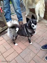 about pomskies international pomsky association