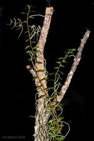 Image result for Solenangis