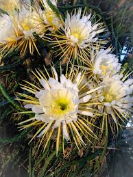It smelled like a musky, soapy rose scent. Night Blooming Cereus Mead Botanical Garden