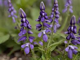 Skullcap (Scutellaria Lateriflora) in the Garden Stock Illustration -  Illustration of wild, lateriflora: 305309342