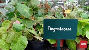 Tawos dengan menekan butang langanan(subscribe) dan butang lonceng. Indonesia Punya 500 Jenis Tanaman Hias Begonia