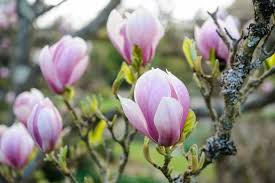 Sort by bauhinia purpurea pink and fragrant: 20 Best Trees For Small Gardens Bbc Gardeners World Magazine