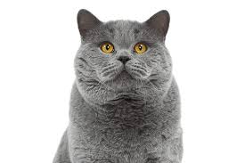 La's #1 nonprofit low cost vet: Pet Home Euthanasia Los Angeles Sherman Oaks Beverly Hills