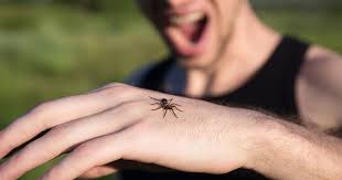 Check spelling or type a new query. Spider Bites In Oregon What Do They Look Like