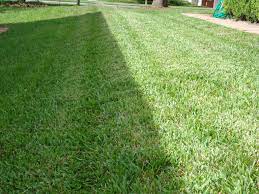 Preventing Ruts Left By Lawn Mowers Bahia Grass Lawn Lawn Mowers