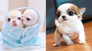 Baby Dogs Cute And Funny Dog Videos Compilation 37 Aww Animals Youtube Baby Dogs Funny Dog Videos Dog Gifs