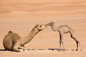 The sound camels make is called nuzzing. Camel San Diego Zoo Animals Plants