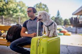 Speaking of saving money, what does it cost to fly a big dog overseas? How Much Does It Cost To Fly With A Dog