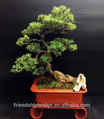 Their metabolic activities cease to exist. Artistic Miniature Bonsai Chinese Japanese Bonsai Yew Plum Buddhist Pine Podocarpus Macrophyllus Trees Buy Podocarpus Macrophyllus Real Bonsai Tree Minature Chinese Podocarpus Bonsai Artistic Podocarpus Pine Bonsai Tree Product On Alibaba Com