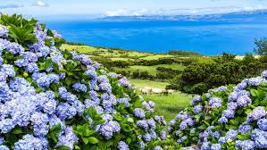 This Mid Atlantic Island Is Every Hydrangea Lover S Dream In 2020 Beautiful Hydrangeas Small Island Trip