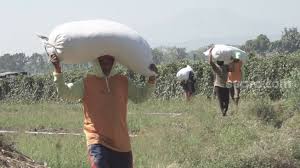 Cimuncang no.68, pasirlayung, cibeunying kidul, bandung 40125. 13 Petani Sayur Cimenyan Bunuh Preman Tukang Palak Pakai Batu Dan Besi Suara Bogor