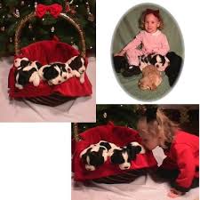 As a member of the english springer spaniel field … Cedar Knoll Kennel English Springer Spaniel Breeder Minnesota English Springer Spaniel Puppies For Sale Gun Dog Puppies Minnesota