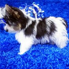 In fact, the akc doesn't recognize the teacup yorkie at all. Teacup Parti Yorkie For Sale Parti Adonis Teacup Yorkies Sale