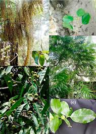 Image result for Grewia microcarpa