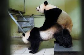 Check spelling or type a new query. Bientot Un Bebe Panda Au Zoo De Beauval