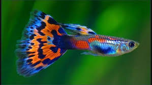  Workspace Webmail Mail Index Inbox Guppy Fish Tropical Fish Tanks Tropical Fish Aquarium