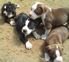 Black and white brindle pitbull. Brown White Pit Bulls Black White Pitbull Puppies Pit Puppies Pitbulls