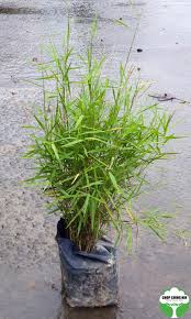 Image result for Pogonatherum paniceum