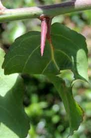 Image result for Scolopia zeyheri