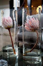 Pin On Flowers