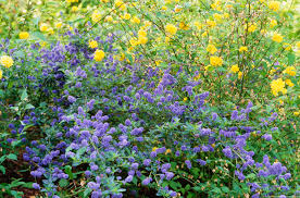 Image result for Ceanothus