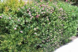 Image result for Escallonia