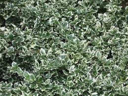 Image result for Euonymus fortunei