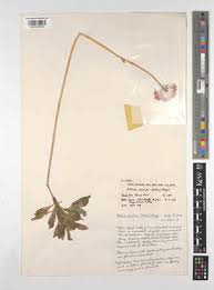 Image result for Kleinia grantii