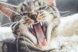 Kedilerin Isirma Ve Tirmalama Davranislari Nasil Engellenir Kedi Blog