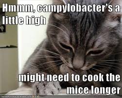 He sounds like curly from the 3 stooges! Science Caturday Introducing Kittybiome The Finch And Pea