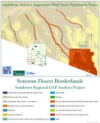 Cactus wren training program llc. Sonoran Desert Borderlands Iba Arizona Important Bird Areas Program