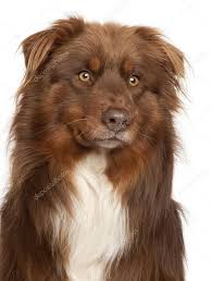 Australian Shepherd Border Collie Black And Brown Image Result For Photos Of Brown Australian Shepherds Australian Shepherd Dogs Aussie Dogs Brown Australian Shepherd