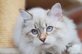 Spaying a cat is considered an invasive procedure. Frequently Asked Questions About Spaying Cats Pets4homes